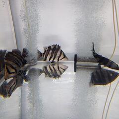 【本日特価】 スマトラタイガーダトニオ腹巻きパーフェクトバンド3匹熱帯魚 その他