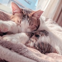 落ち着いていて甘えん坊で可愛い子♡