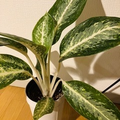 観葉植物　アグラオネマ