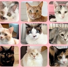 保護譲渡会🐈‍⬛