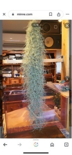 スパニッシュモス ウスネオイデス すごいボリュームです‼️育て方説明書付き❗️