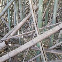 取り引き中です。大量の枯れ竹を下さい。