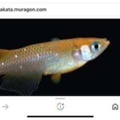 　楊貴妃系琥珀メダカ　オレンジが綺麗です　１０匹で400円の画像