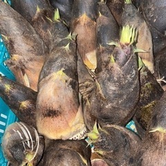 筍(たけのこ) 掘り立て　差し上げます
