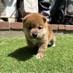 柴犬の男の子🍡 (わんこ'sHOUSE) 八千代の柴犬の里親募集｜ジモティー