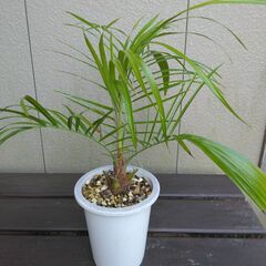 フェニックス・ルピコラヤシ　実生③