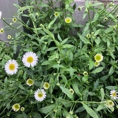 エリゲロンなど