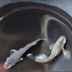 決まりました❗️メダカ『フロマージュ』1ペア の画像