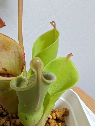 【食虫植物】ヘリアンフォラ ミノール 交配種 3号