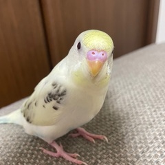 迷子のセキセイインコ