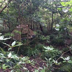 マイキャンプ：東京大島野増キャンプサイト