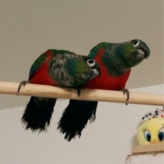 里親様募集（アカハラウロコインコ雛）【決まりました‼︎】