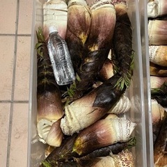 筍　受付終了です