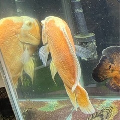 アルビノルビーレッドオスカーの画像