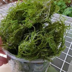 無農薬☆水草☆ウィローモス  たっぷり100g以上の画像