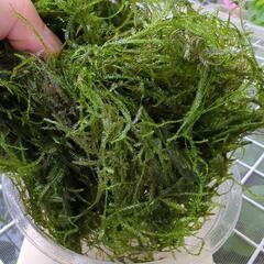無農薬☆水草☆ウィローモス  たっぷり100g以上の画像