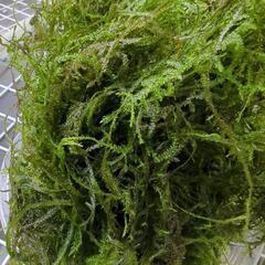 無農薬☆水草☆ウィローモス  たっぷり100g以上の画像