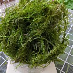 無農薬☆水草☆ウィローモス  たっぷり100g以上の画像
