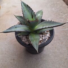 アガベオテロイの画像