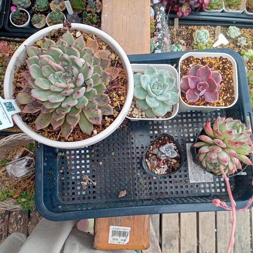 多肉植物　エケベリア