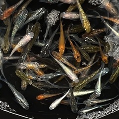 めだか　ミックスの画像