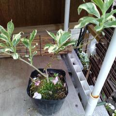 斑入りレンギョウの挿し木苗