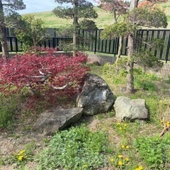 庭石の画像