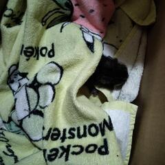 【母猫がお迎えに来ました！！】生後間もない子猫もらってください - 石岡市