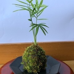 苔玉