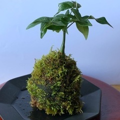 苔玉