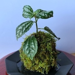 苔玉