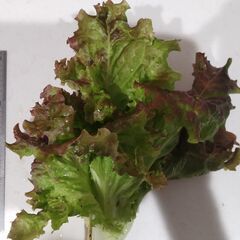 採りたてサニーレタス