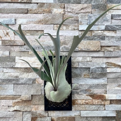 P.veitchii_ Auburn  OC ◆ 子株　株分ヴィーチー