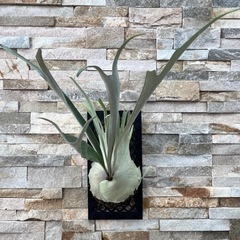 P.veitchii_ Auburn river OC ◇ 子株 株分ヴィーチー