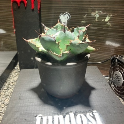 最終値下げ‼️
アガベチタノタB＆B伝市鉢付き