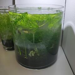 ミナミヌマエビ10匹以上　交換は無料の画像