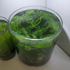 ミナミヌマエビ10匹以上　交換は無料の画像