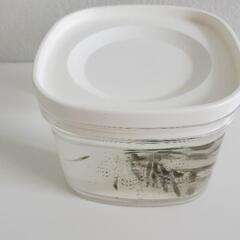 ミナミヌマエビ10匹以上　交換は無料の画像