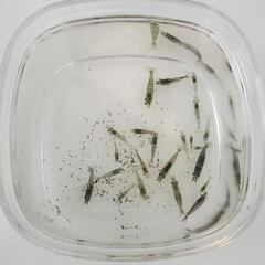 ミナミヌマエビ10匹以上　交換は無料の画像