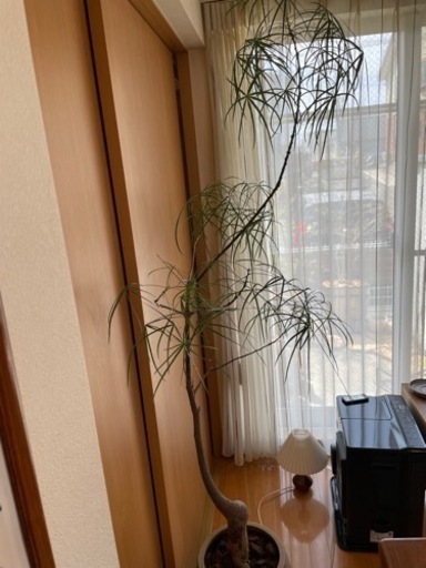 ボトルツリー　観葉植物