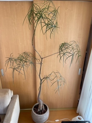 ボトルツリー　観葉植物