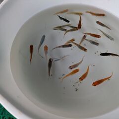 改良めだかミックス① 1匹50円