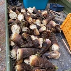 【急募】まとめ売り10本　採れたてたけのこ