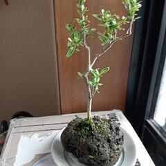 四季咲き豆盆栽 ミニ盆栽 軽石　白丁 花
