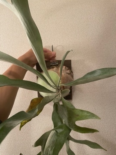 ビカクシダ　まとめ売り