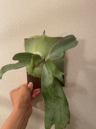 ビカクシダ　まとめ売り