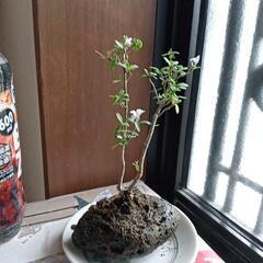 四季咲き豆盆栽 ミニ盆栽 軽石　白丁花