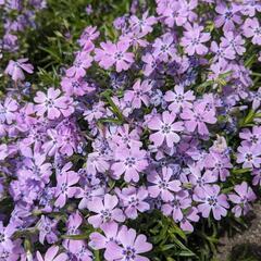 芝桜②  2株  200円
