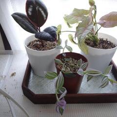 観葉植物　
