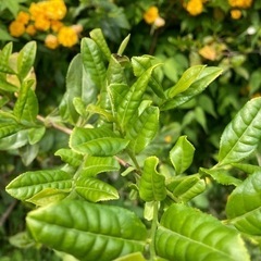 茶葉　生葉　　お茶を手作りしてみませんか？